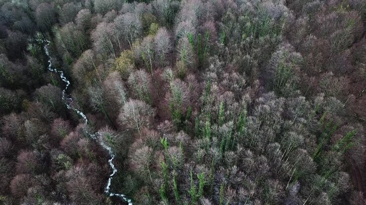 Aerial View of a Forest with a Stream