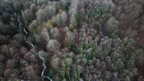 aerial view of a forest with a stream