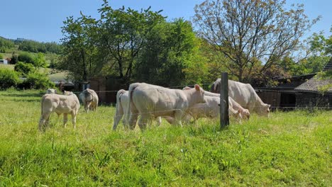un ternero de charolais blanco posando al aire libre de pie en un prado cubierto de hierba