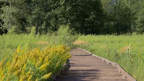 peaceful wooden pathway stretching through a vibrant meadow filled with yellow flowers. the scenic trail creates a picturesque natural landscape, perfect for showcasing the beauty of spring or summer
