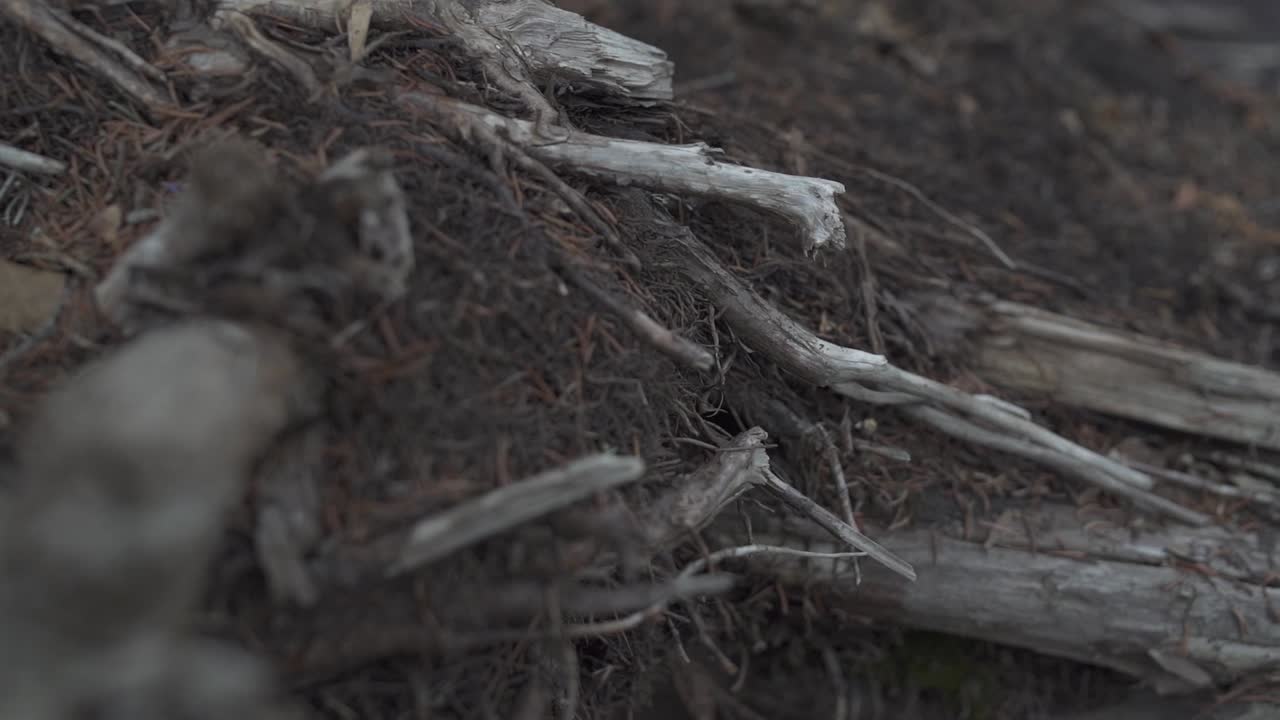 Panning Forest Floor of twigs and pine needles