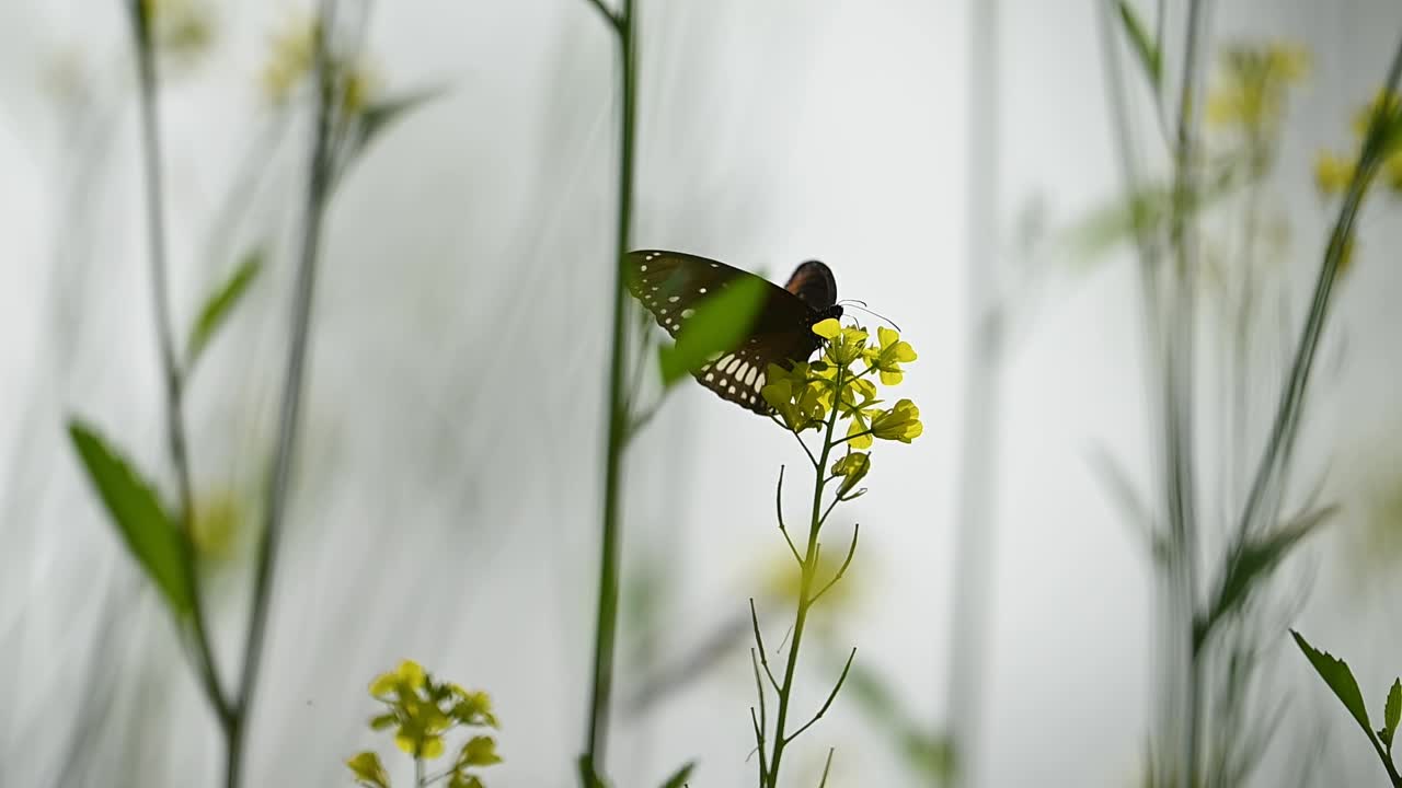 Macro di una farfalla Common Crow che raccoglie il nettare. La sua proboscide è estesa nei minuscoli petali di un fiore di senape, mostrando la delicata interazione tra insetto e pianta.