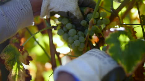 farmers picking and collecting ripe grapes from vineyards