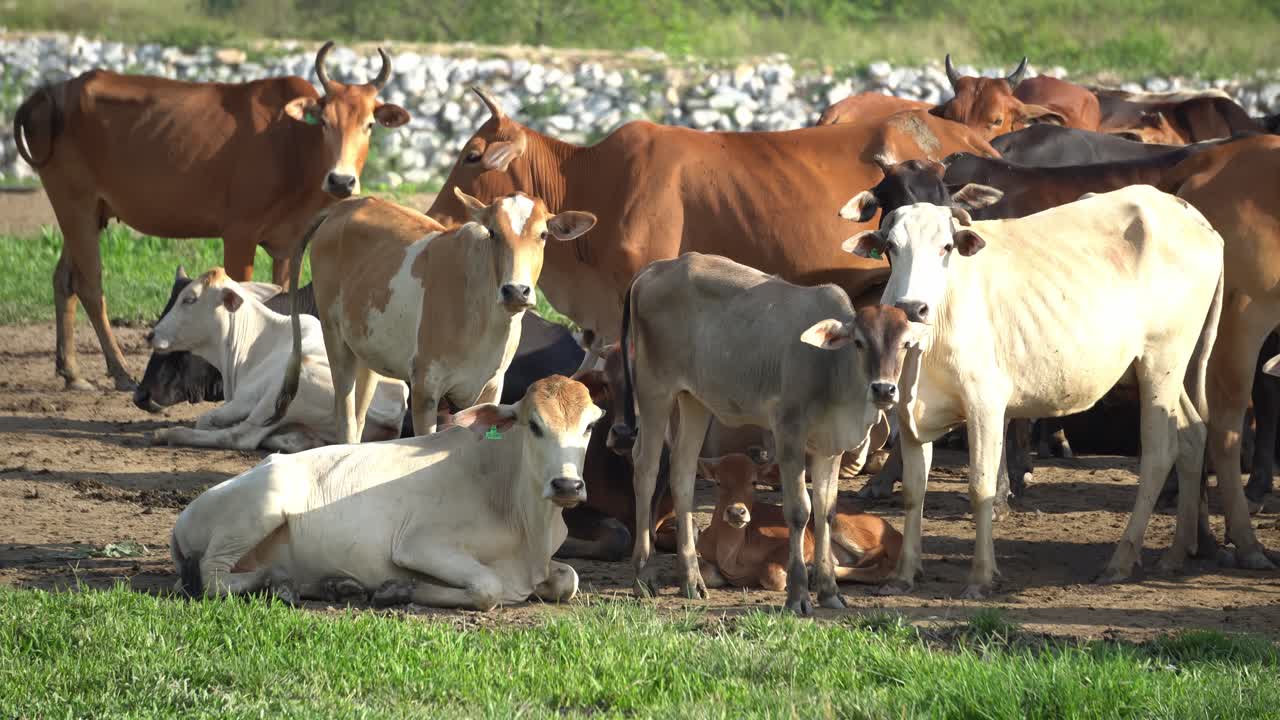Mucche domestiche in gruppo restano