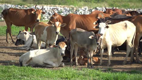 domestic cows in group stay