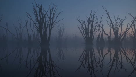 misty dead trees at dawn