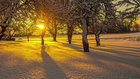 Vista-Estática-De-árboles-Cubiertos-De-Nieve-Y-Suelo-Blanco-Con-La-Vista-Del-Amanecer-En-El-Fondo-En-Timelapse