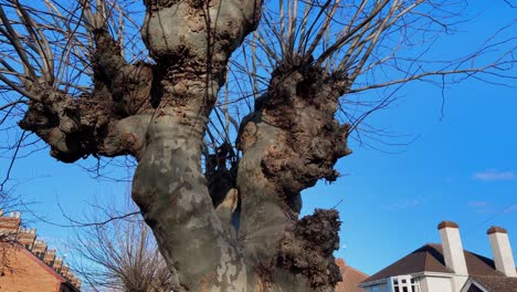 4K-sycamore-trees-without-leafs,-camera-moving-upwards-revealing-an-amazing-blue-sky-in-the-background