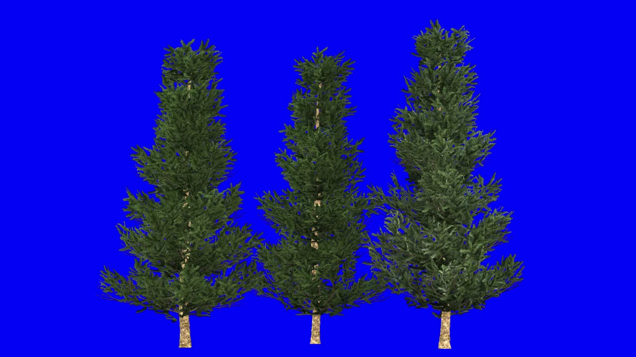 파란 화면에 바람 효과와 함께 3d 프레이저 소나무 클러스터 3d 애니메이션