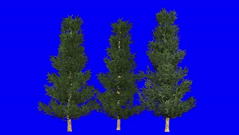 3d fraser fir tree cluster with wind effect on blue screen 3d animation