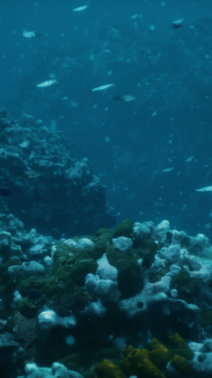 arrecife de coral submarino con peces