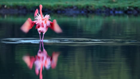 a flamingo in water spreading its wings