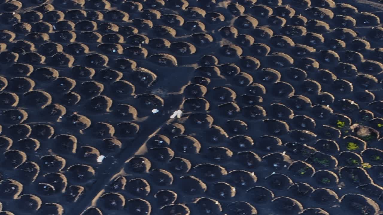 Lanzarote's volcanic soil fosters unique vineyard farming