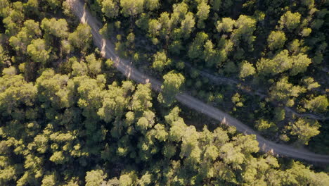 vista aérea del bosque de pinos mediterráneos con camino de tierra con curvas durante la luz del atardecer