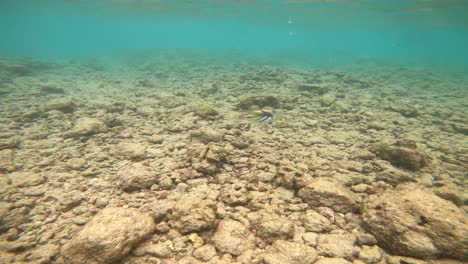 Humhumu-,-Hawaii-State-Fish-Swimming-In-Hanauma-Bay,-Oahu