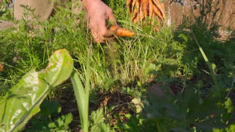 Mann,-Der-In-Zeitlupe-Eine-Karotte-In-Einem-Bio-Garten-Aus-Dem-Boden-Zieht