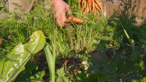 hombre sacando zanahorias del suelo en un jardín orgánico en cámara lenta