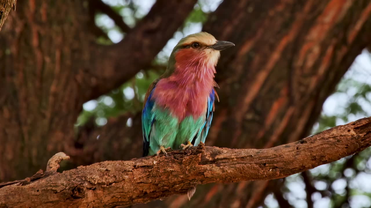 Un primo piano di un colorato rullier petto lilla appollaiato su un ramo d'albero.