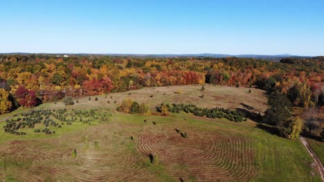 Christmas-tree-farm-in-the-foreground-as-seen-on-a-sunny-fall-day-via-drone,-mountains-line-the-far-horizon