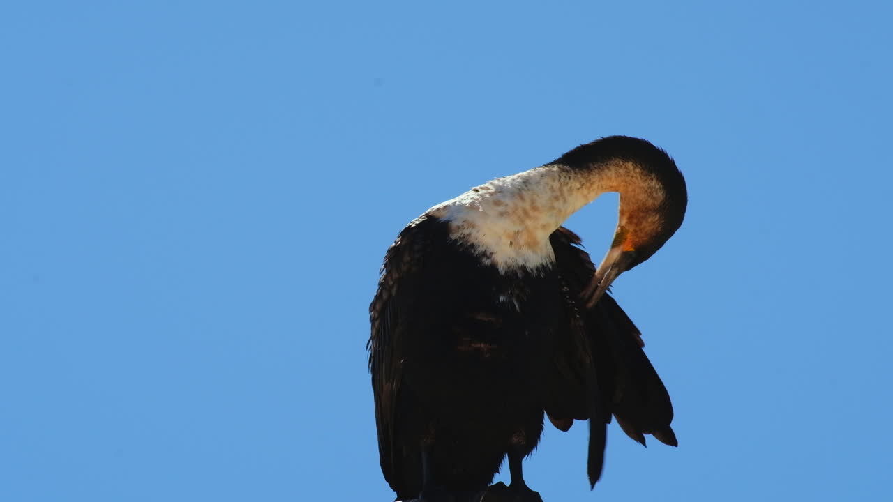 vista hacia arriba de un cormorán de pecho blanco encaramado que se arregla después de nadar