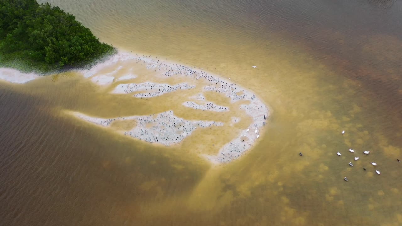 갈색 강물에 둘러싸인 많은 새들이 있는 하얀 해변 모래톱의 풍경