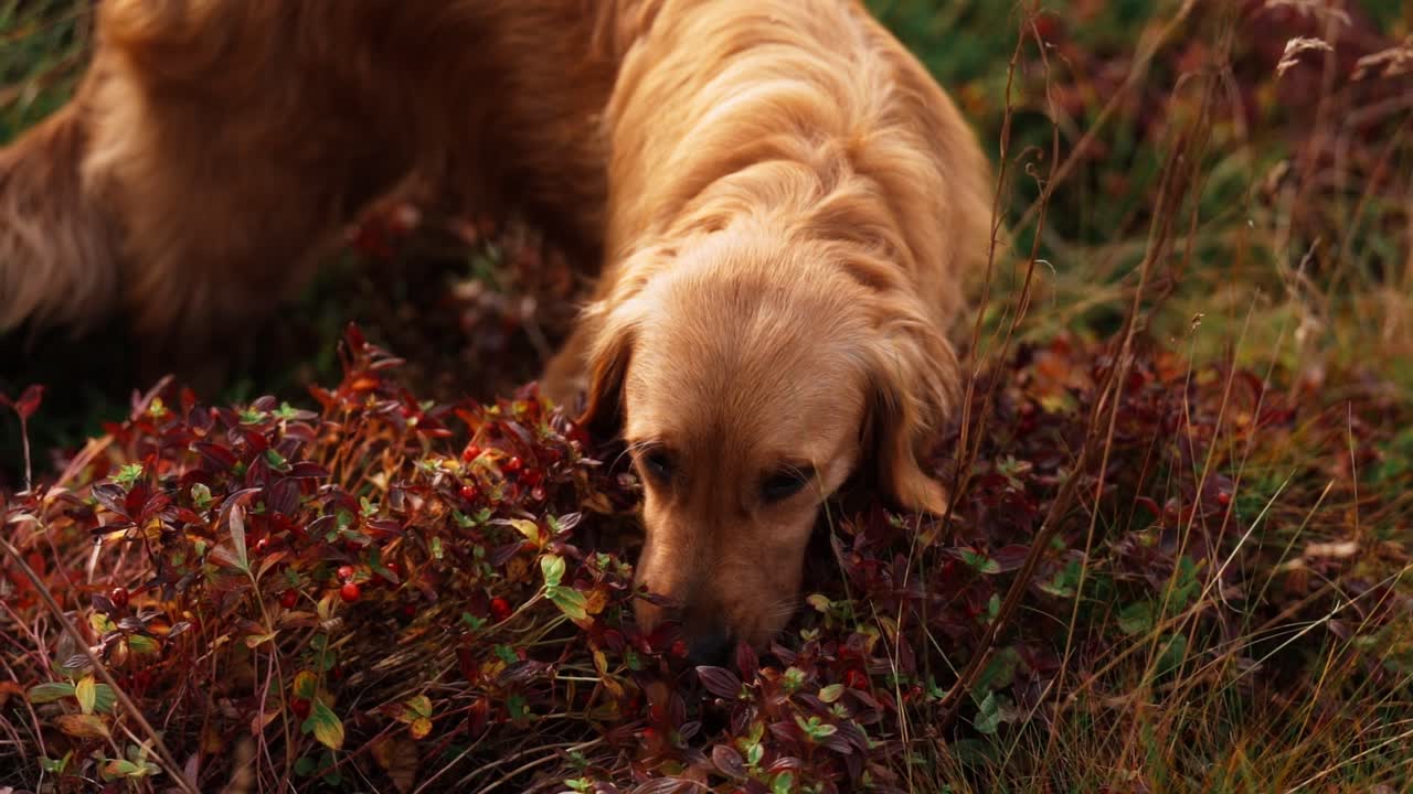 Golden retriever sniffing vibrant autumn foliage in a peaceful natural setting