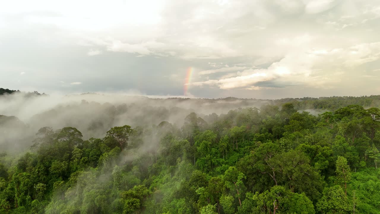 rainbow with clouds in a swamp in a tropical rain forest