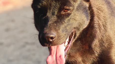 perro negro con la lengua fuera, mirando juguetón