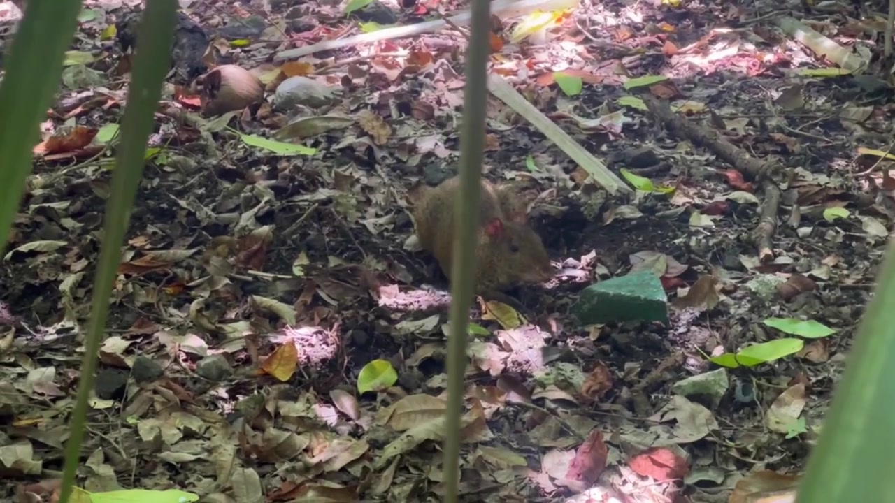 Ripresa panoramica a mano libera oltre un ramo d'albero che rivela un aguti, un roditore autoctono, a Playa del Carmen, Messico. 4K.