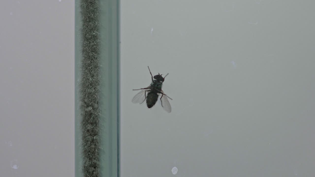 debajo de la vista de una mosca de casa de insectos limpiando sus piernas mientras camina sobre un vidrio de la ventana de la cocina