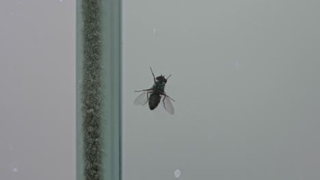 Debajo-De-La-Vista-De-Una-Mosca-De-La-Casa-De-Insectos-Limpiando-Sus-Piernas-Mientras-Camina-Sobre-Un-Cristal-De-La-Ventana-De-La-Cocina