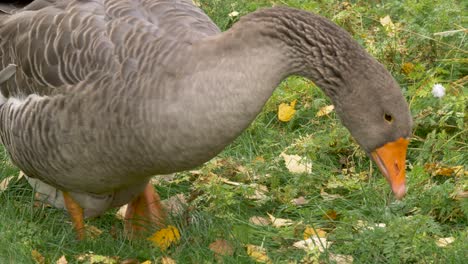 close up high angle shot of proud toulouse goose pecking and nibbling around the grassland