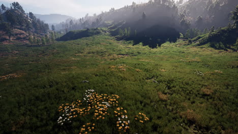 Alpes-Suizos-Con-Verde-Prado-Alpino-En-Una-Ladera-Y-Rodeado-De-Bosques-De-Pinos