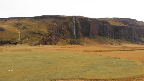 Sheep-grazing-in-grassy-meadow-with-Drifandi-waterfall-cliff-beyond