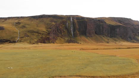 sheep grazing in grassy meadow with drifandi waterfall cliff beyond