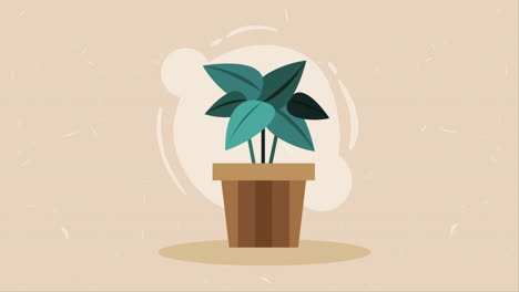 houseplant in classic pot animation