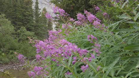 flores rosadas después de la lluvia mojada en el bosque saque las montañas rocosas kananaskis alberta canadá