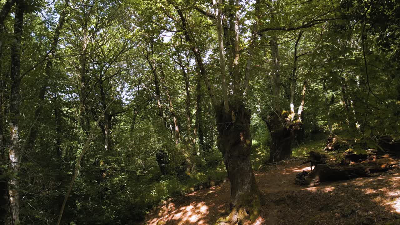 selva boscosa en la montaña tropical durante la caminata