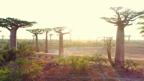 Hermosos-Baobabs-Al-Atardecer-En-La-Avenida-De-Los-Baobabs-En-Madagascar