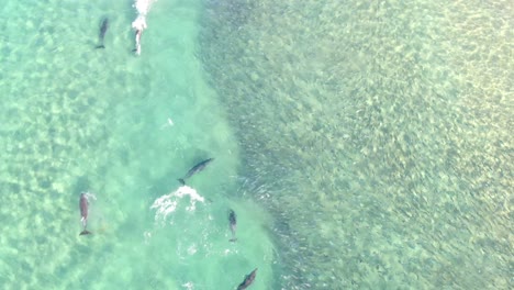 toma aérea superior de delfín y grupo de vaina de peces nadando en el mar en un día soleado