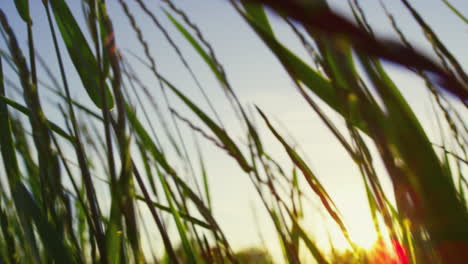 Vivid-green-grass-growing-natural-environment.-Macro-meadow-agriculture-growth