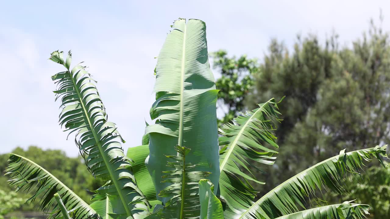 파란 하늘에 대해 부드럽게 흔들리는 바나나 잎