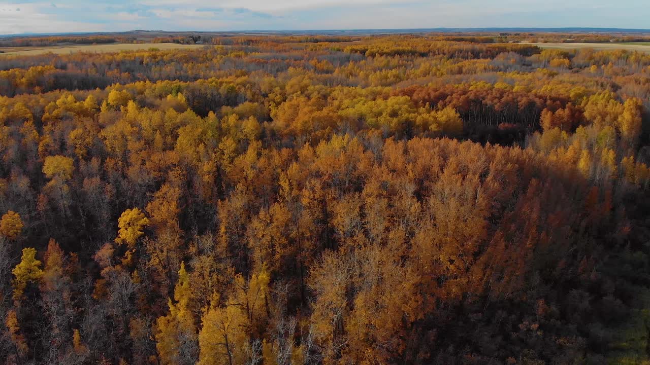 vista aérea alrededor del bosque de follaje en alberta, durante la temporada de otoño, en canadá - órbita, toma de avión no tripulado