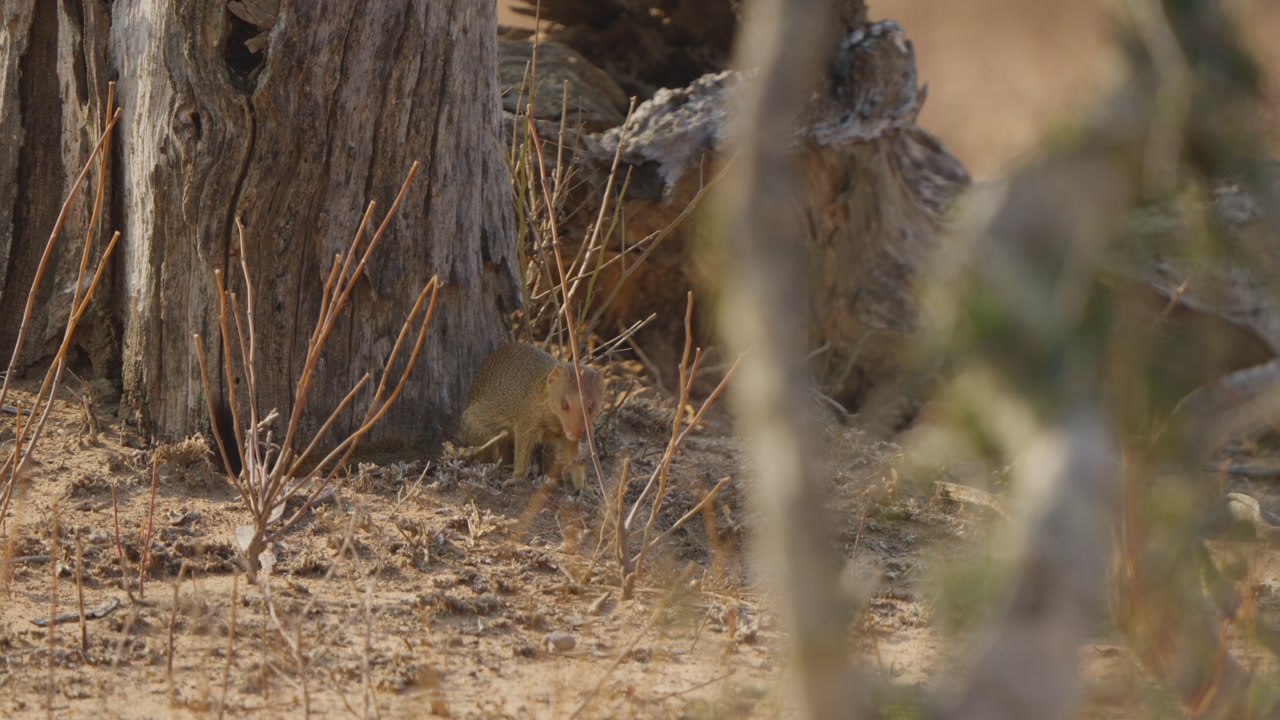 Slender mongoose eating a frog beside a rough tree trunk in Kruger National Park, South Africa. Natural savanna habitat, predation behavior, daytime wildlife documentary shot.