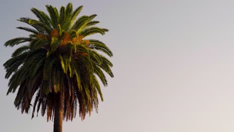 Palm-tree-in-evening-warm-sunset-light