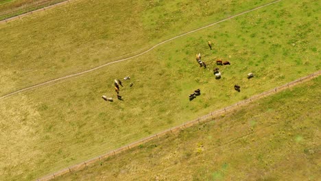 Aerial-view-of-grazing-cows-on-pasture