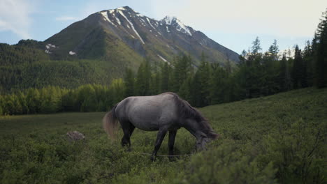 Plano-General-De-Un-Caballo-Blanco-Alimentándose-De-Plantas-Verdes-En-Un-Valle-Con-Montañas-Cubiertas-De-Nieve-En-El-Fondo