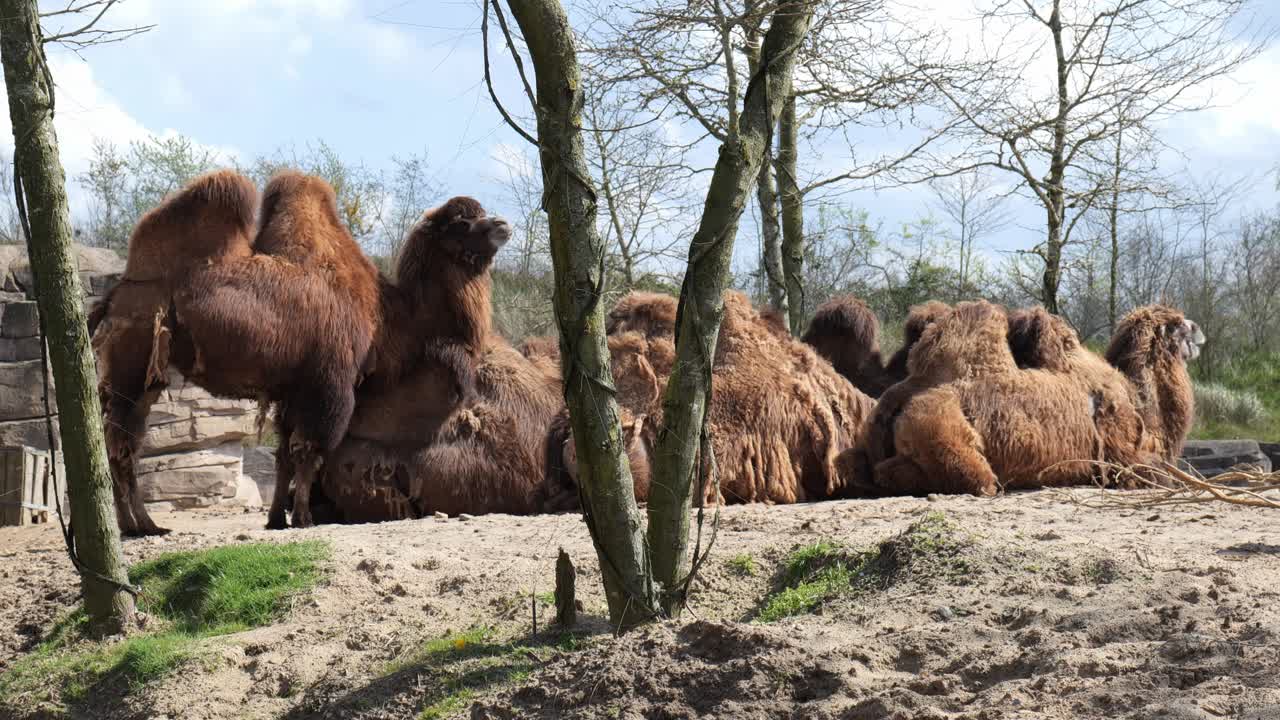 bandada de camellos bactrianos descansando bajo la luz del sol