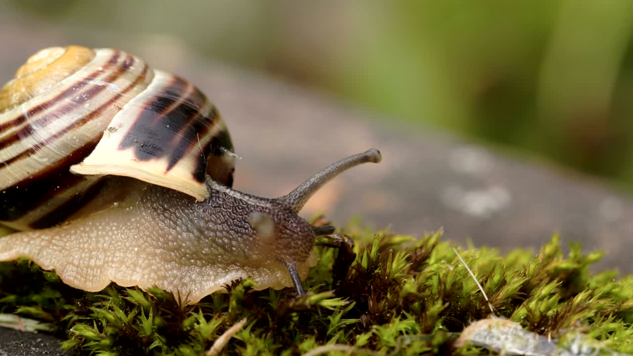 la cabeza del caracol y la concha 4k fs700 odyssey 7q
