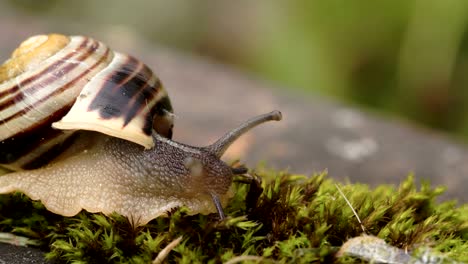 The head of the snail and the shell 4K FS700 Odyssey 7Q